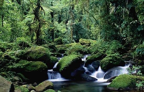 Bosque de Cloud Forest