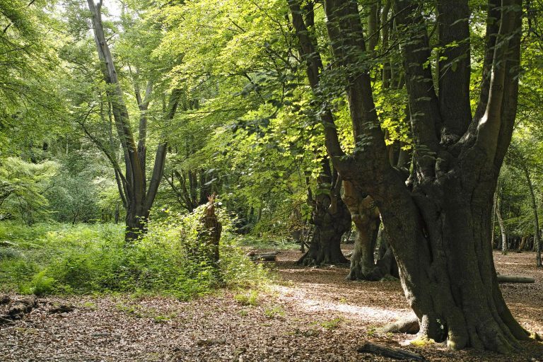 Bosque de Epping