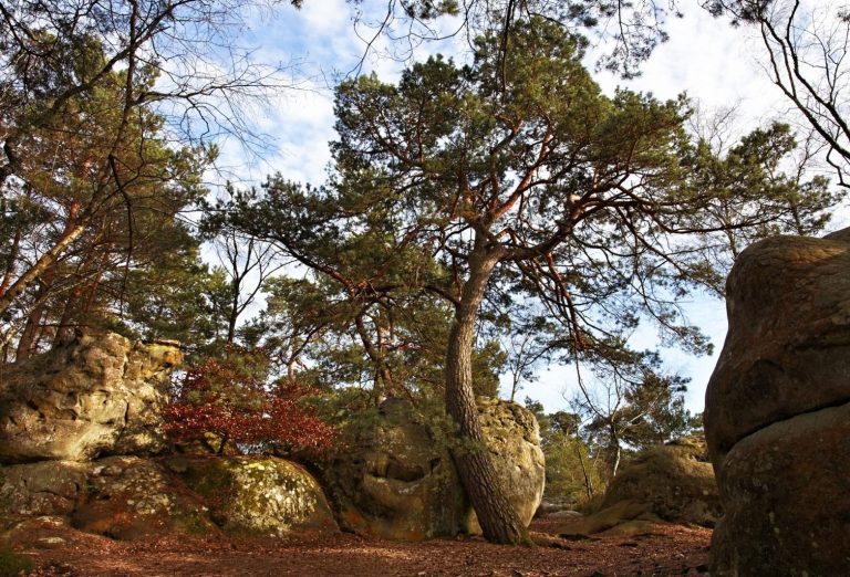 Bosque de Fontainebleau