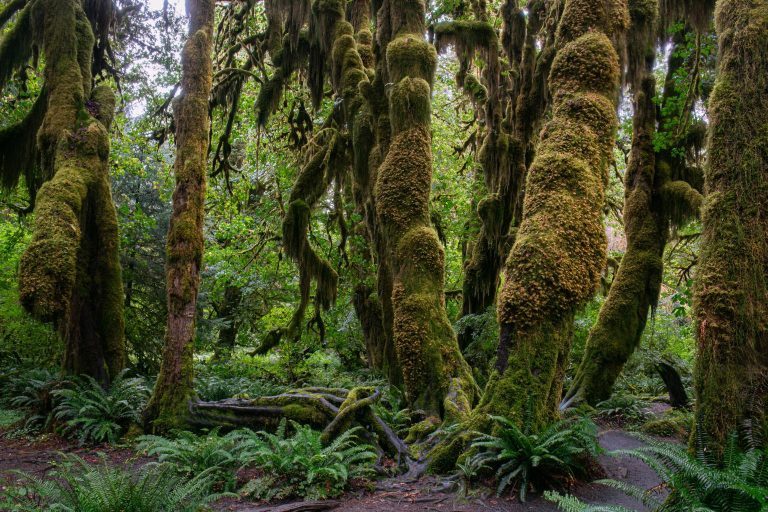 Bosque de Hoh
