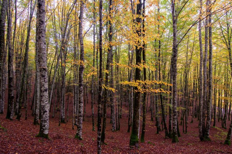 Bosque de Irati