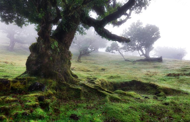 Bosque de Laurisilva