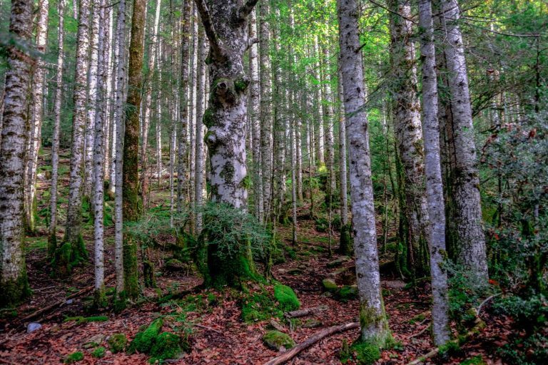 Bosque de Ordesa Umbrío