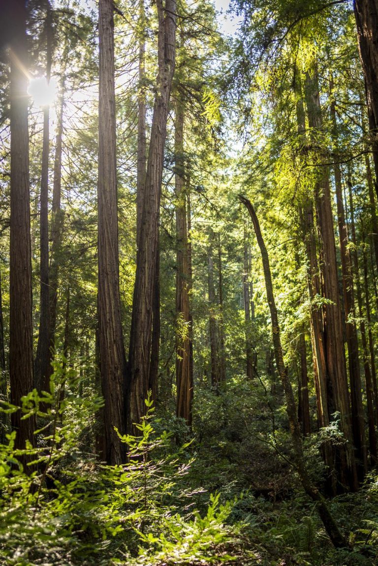 Bosque de Redwood Interior