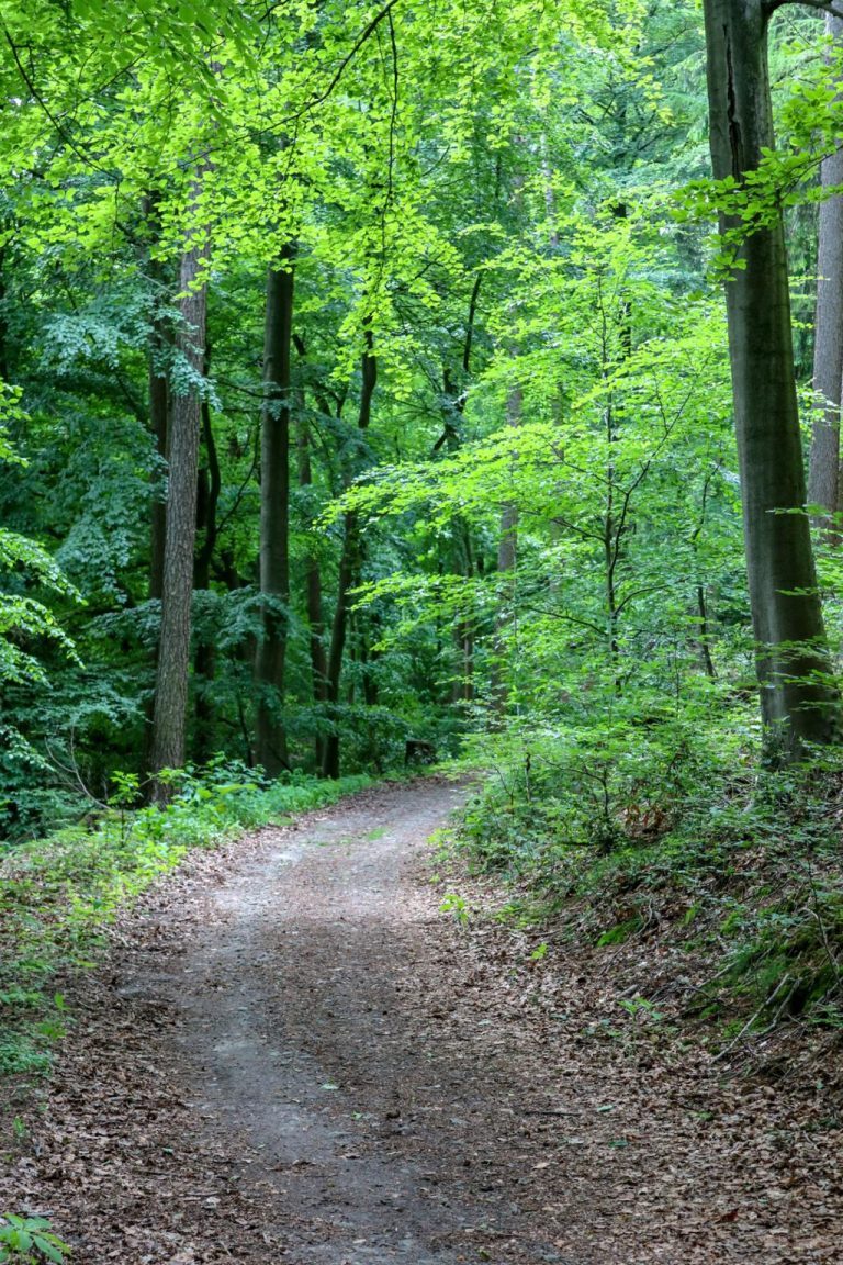 Bosque de Teutoburgo