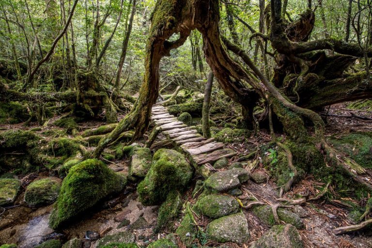 Bosque de Yakushima