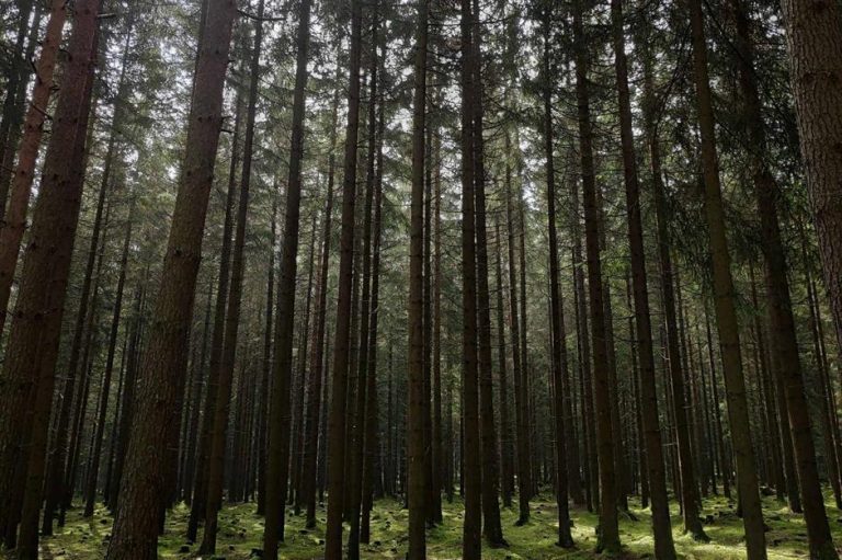 Selva Negra Interior