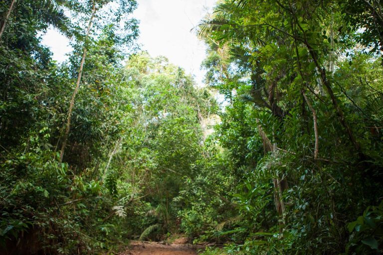 Selva de Madidi