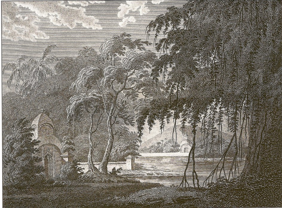 Druidas del bosque