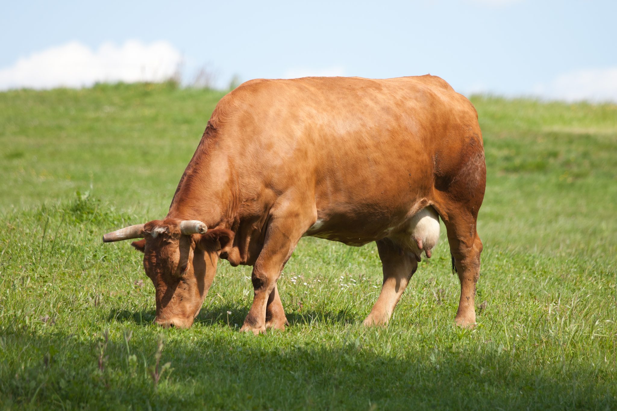 Temple Grandin y una nueva visión del comportamiento animal